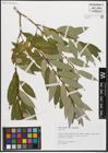 Foto von Salix triandra subsp. amygdalina (L.) Schübl. & G. Martens